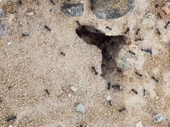 Veromessor pergandei