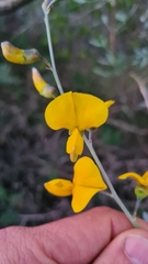 Calobota cytisoides
