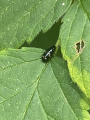 Glischrochilus quadrisignatus