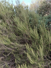 Erica arborea