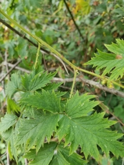 Rubus laciniatus