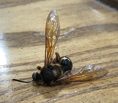 Sphecius speciosus