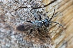 Agenioideus