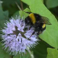 Bombus terrestris