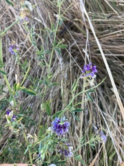 Medicago sativa