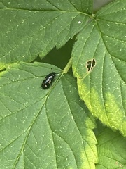 Glischrochilus quadrisignatus