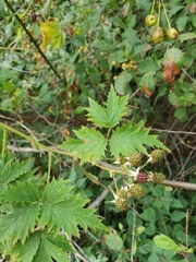 Rubus laciniatus