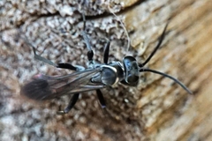 Agenioideus