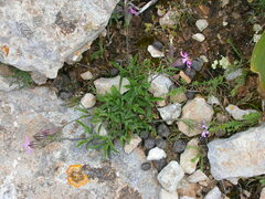 Silene secundiflora