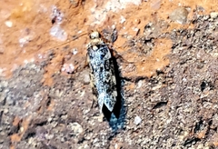 Oegoconia novimundi