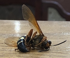 Sphecius speciosus
