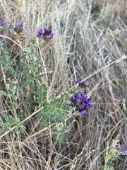 Medicago sativa