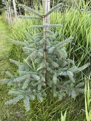 Picea