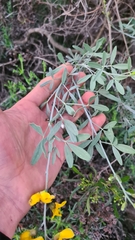 Calobota cytisoides