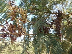 Acacia mearnsii