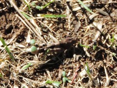 Oedipoda caerulescens