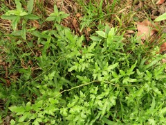 Lygodium japonicum