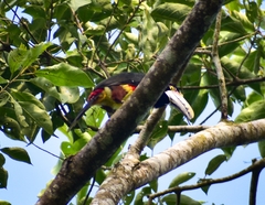 Pteroglossus torquatus