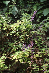 Coleus autranii