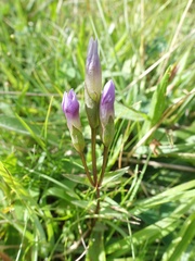 Gentianella campestris