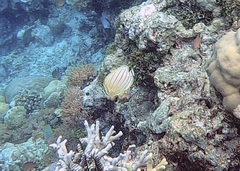 Chaetodon ornatissimus