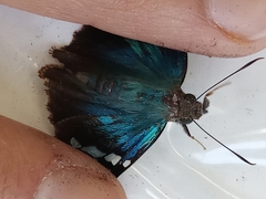 Eudamini