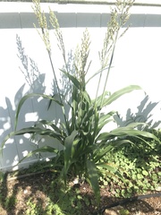 Sorghum