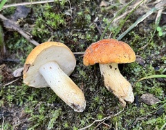 Tylopilus balloui