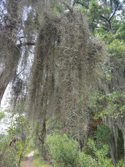 Tillandsia usneoides