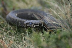 Vipera seoanei