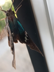 Eudamini