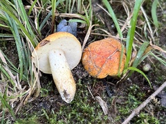Tylopilus balloui