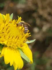Halictus ligatus