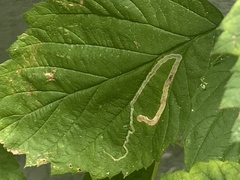 Agromyza aristata