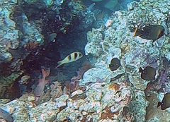 Parupeneus crassilabris