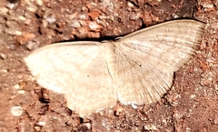 Scopula limboundata