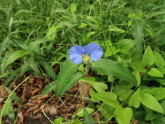 Commelina erecta