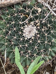 Mammillaria meiacantha
