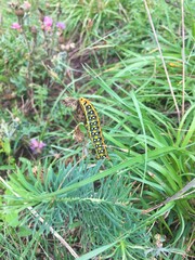 Hyles euphorbiae