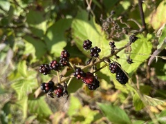 Rubus allegheniensis