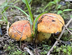 Tylopilus balloui