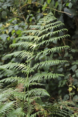 Blotiella
