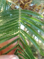 Acacia mearnsii