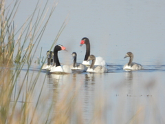 Cygnus melancoryphus