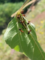 Aphidomorpha