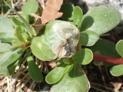 Schizocerella pilicornis