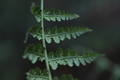 Blotiella