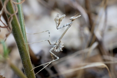Empusa pennata