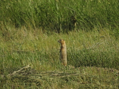 Urocitellus richardsonii