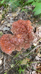 Ganoderma tsugae